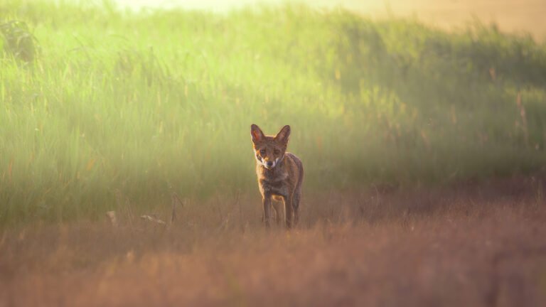 Les habitudes des animaux nocturnes : Renards, hiboux, chauves-souris et autres créatures de la nuit