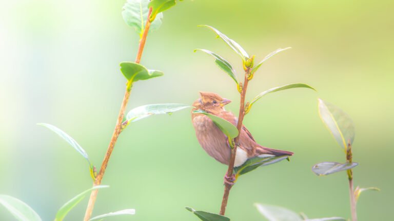 Tous les oiseaux des jardins : Ce qu&rsquo;il faut savoir pour un sanctuaire d&rsquo;oiseaux dans son jardin