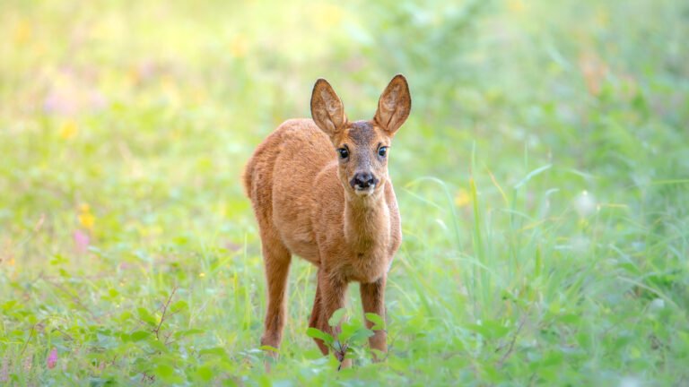 Comment faire la différence des cérvidés entre le chevreuil, la chevrette, le cerf et la biche.