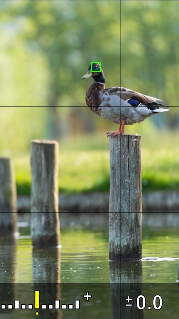 Un canard sauvage se tient sur un poteau en bois près de l'eau tranquille, entouré par une verdure estivale et réfléchissant dans l'étang, offrant une vue paisible et inspirante.