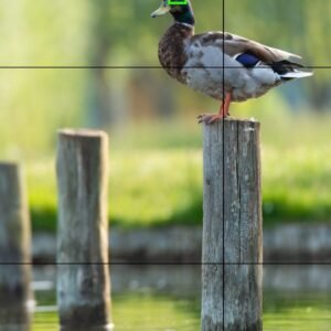 Un canard sauvage se tient sur un poteau en bois près de l'eau tranquille, entouré par une verdure estivale et réfléchissant dans l'étang, offrant une vue paisible et inspirante.