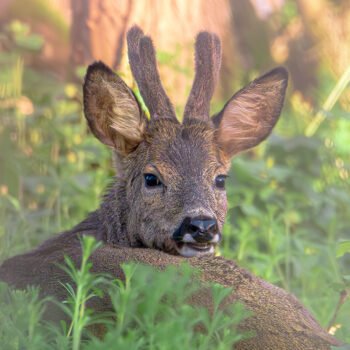 Un chevreuil se repose paisiblement dans une clairière baignée de lumière matinale, entouré de verdure.