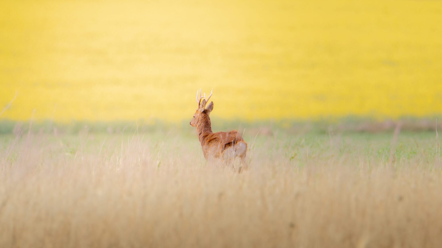 Un chevreuil se dresse dans une prairie où les herbes dorées forment une toile de fond idyllique, capturant l'harmonie de la vie sauvage.