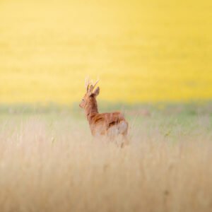 Un chevreuil se dresse dans une prairie où les herbes dorées forment une toile de fond idyllique, capturant l'harmonie de la vie sauvage.