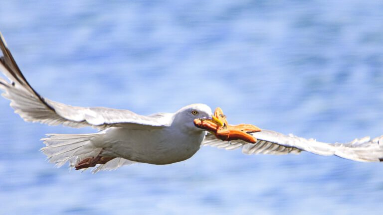 Image d'un goéland en vol, ailes déployées, captivant au-dessus d'un lac, symbolisant la liberté et la grâce de l'oiseau.