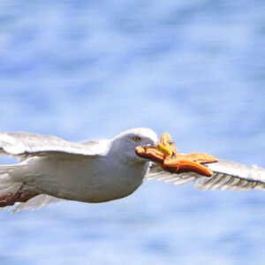 Image d'un goéland en vol, ailes déployées, captivant au-dessus d'un lac, symbolisant la liberté et la grâce de l'oiseau.