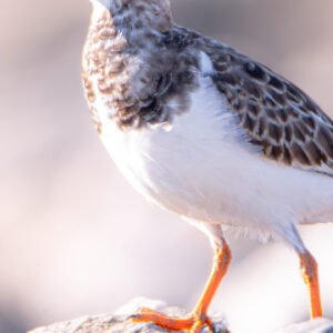 Un tournepîerre gracieux se tenant sur un rocher éclairé sous une lumière douce, contre un arrière-plan de ciel dégagé, capturant un moment paisible sur la plage.