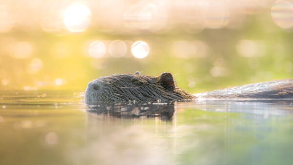 Ragondin paisible se déplaçant au crépuscule dans une eau calme et étincelante, capturant la beauté et l'équilibre de la nature.