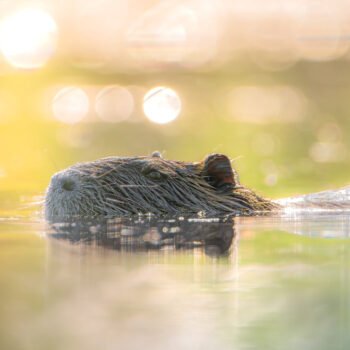 Ragondin paisible se déplaçant au crépuscule dans une eau calme et étincelante, capturant la beauté et l'équilibre de la nature.