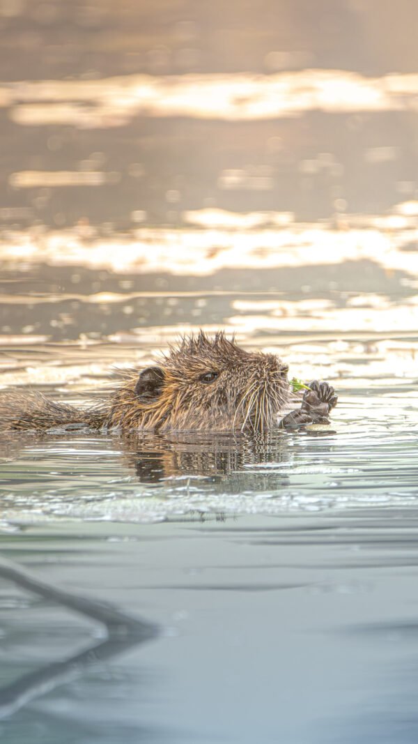 Un ragondin nage tranquillement dans l'eau au crépuscule, entouré de reflets dorés et sereins.