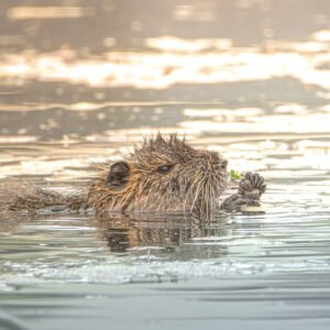 Un ragondin nage tranquillement dans l'eau au crépuscule, entouré de reflets dorés et sereins.