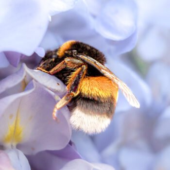 Gros plan sur un bourdon en train de polliniser une fleur violette, capturé en macrophotographie pour révéler la beauté et l'importance écologique des insectes pollinisateurs.