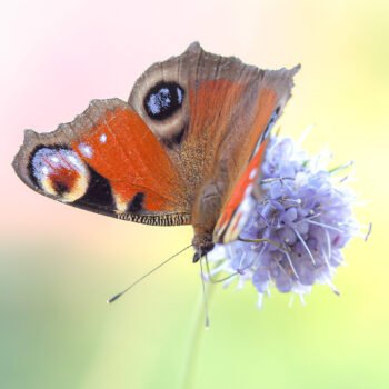 Un papillon vibrant repose délicatement sur une fleur, capturé dans un moment de grâce sous une douce lumière naturelle, créant une scène d'harmonie et de tranquillité.