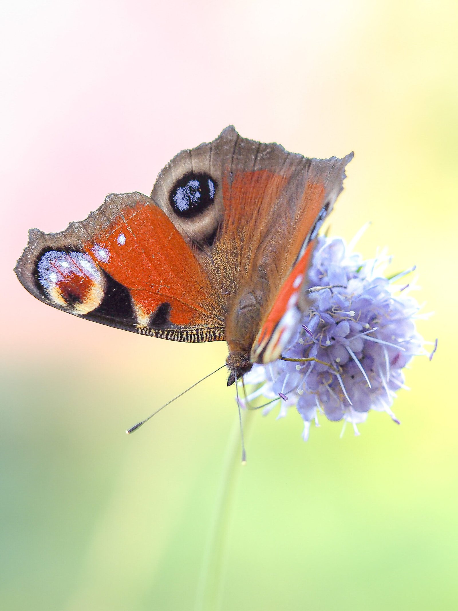 Un papillon vibrant repose délicatement sur une fleur, capturé dans un moment de grâce sous une douce lumière naturelle, créant une scène d'harmonie et de tranquillité.