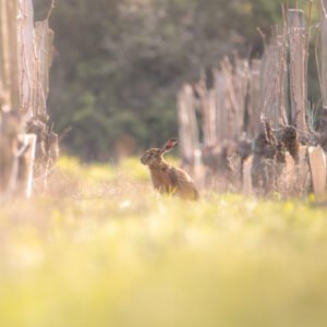 Lapin des Vignes