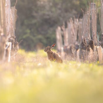 Lapin des Vignes