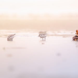 Limicole en Île de Ré