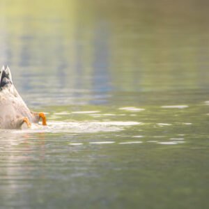 Qu'il est grossier !
