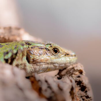 Lézard de Corse
