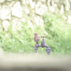 Mon petit Rougebinet