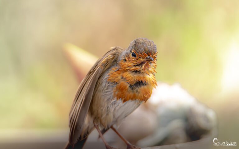 Photographier les oiseaux du jardin sans les d&eacute;ranger : guide photo