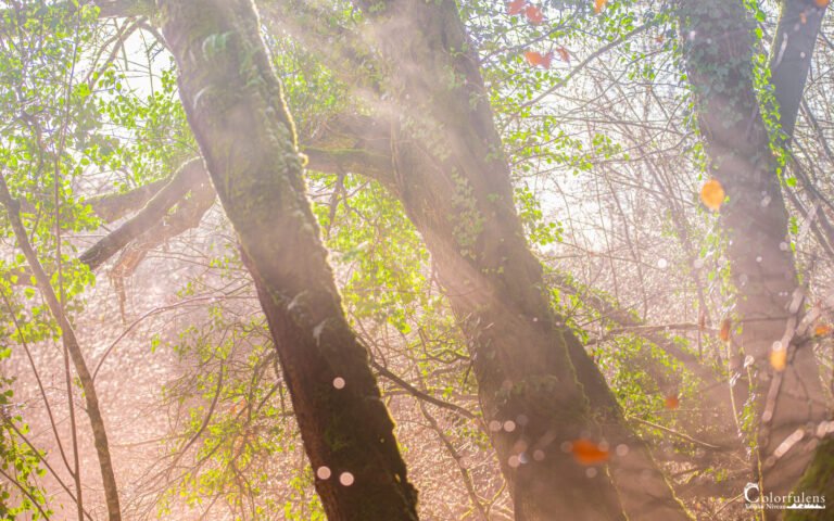 Lumière dorée du matin sur un paysage, tirage photo par Yolhan Niveau – Colorfulens