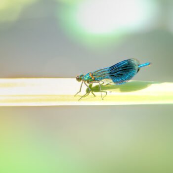 Au bord de précipice