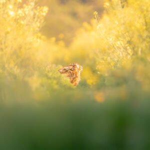 Ne suivez pas le lapin