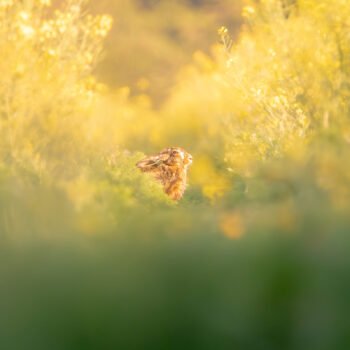 Ne suivez pas le lapin