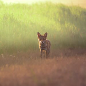 Mon Premier Goupille