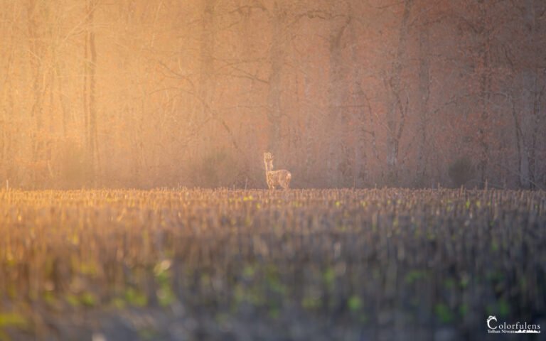 Renard roux (Vulpes vulpes) observé en lisière en hiver — tirage de Yolhan Niveau