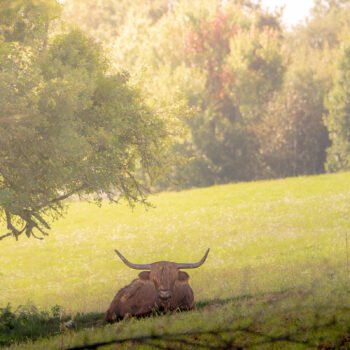 Highlands de La Vraie-Croix