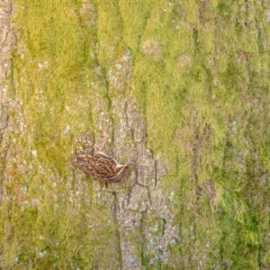 Le Grimpeau des Arbres