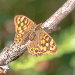 Ailes Dorés