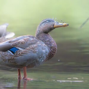 La Canne de Questembert