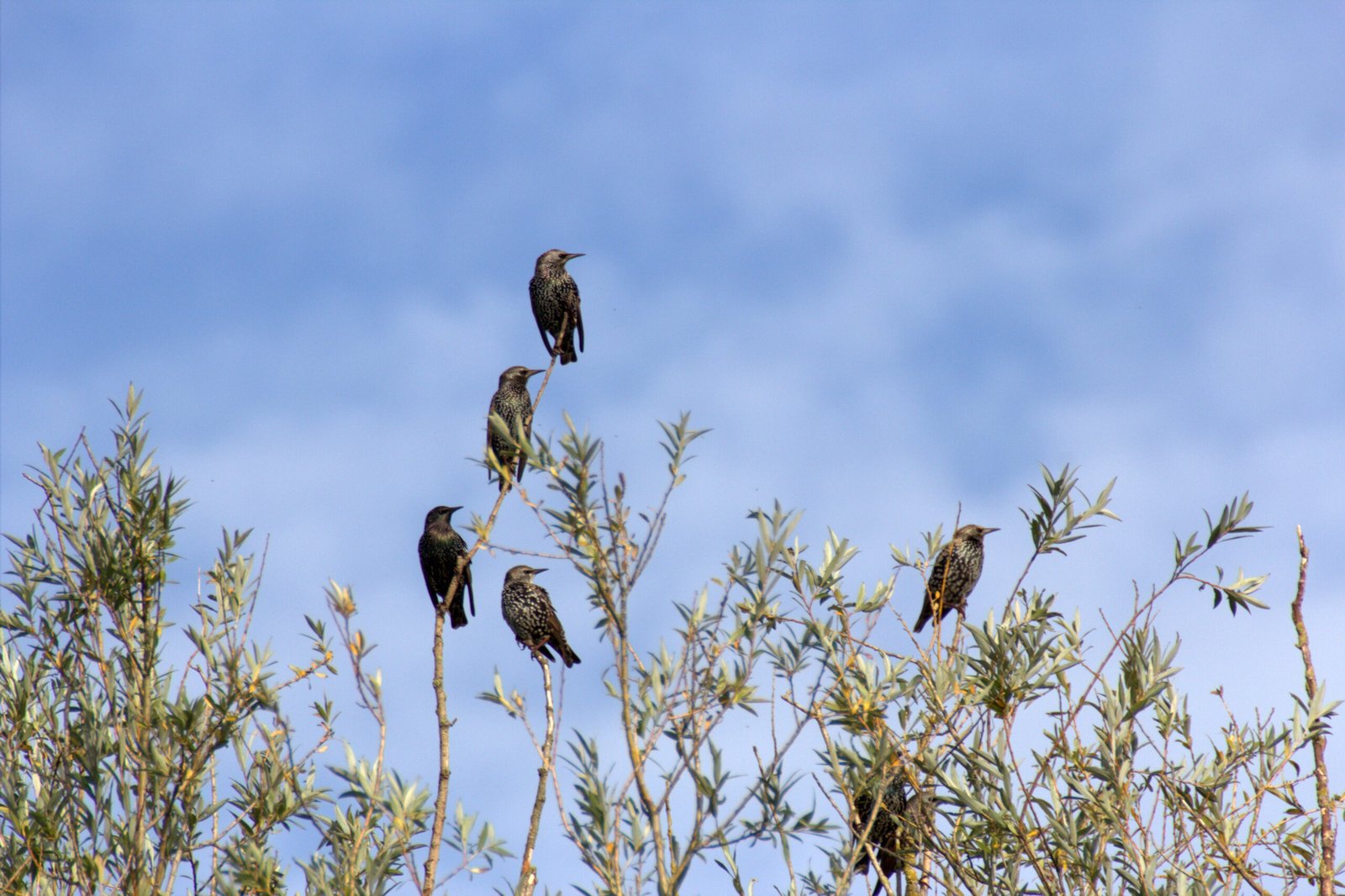 Nuée d'étourneaux sansonnets (Sturnus vulgaris) en formation compacte au-dessus d'une zone humide — vol collectif