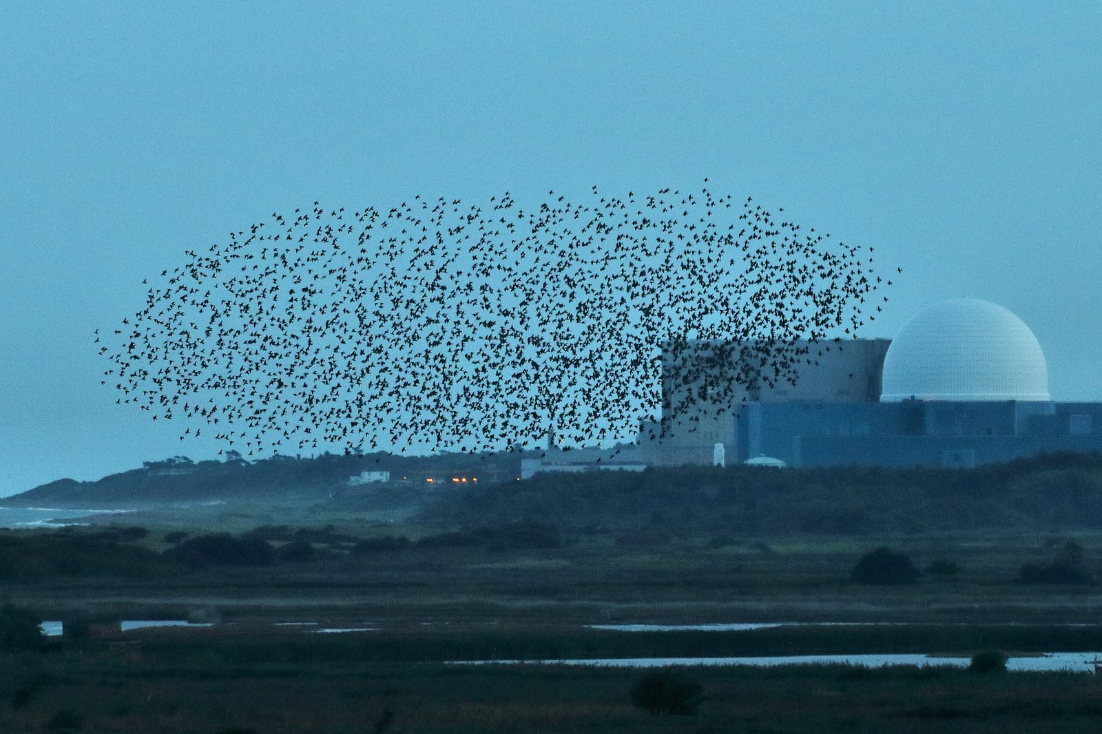 Murmuration d'étourneaux sansonnets (Sturnus vulgaris) au-dessus d'une roselière au coucher du soleil — comportement collectif